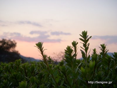 植物の黄昏